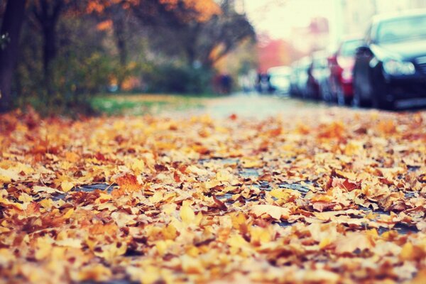 أوراق الخريف الذهبية على الطريق