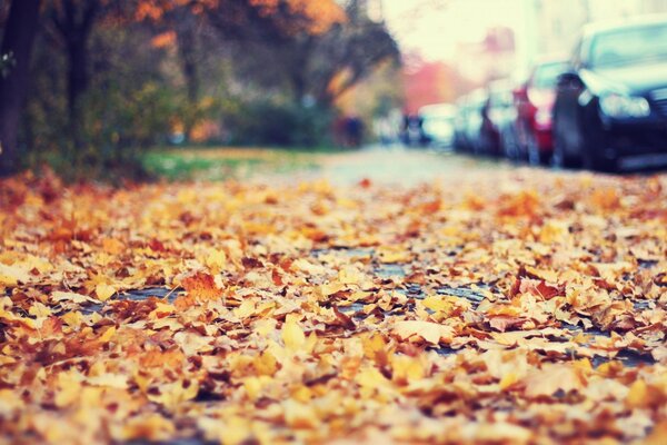 Follaje de otoño dorado en el camino