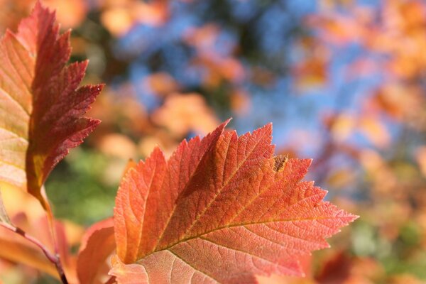 Hojas amarillas de la naturaleza del otoño