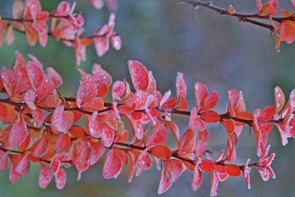 Ramas de árbol con hojas rojas