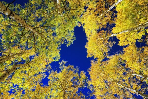 Árboles de otoño en la naturaleza