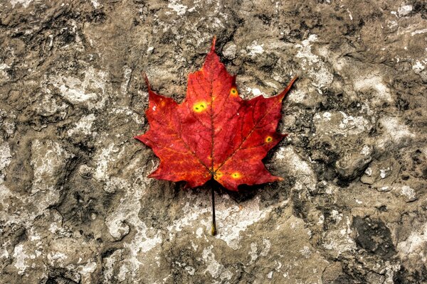 Autumn leaf outdoors