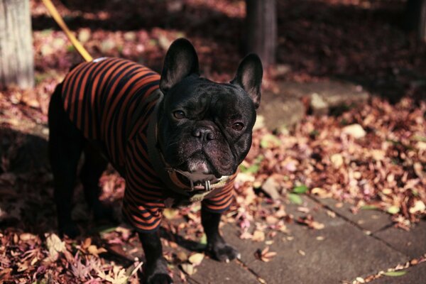 Buldogue francês em roupas bonitas