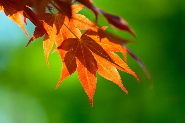 In autunno, foglie luminose in natura