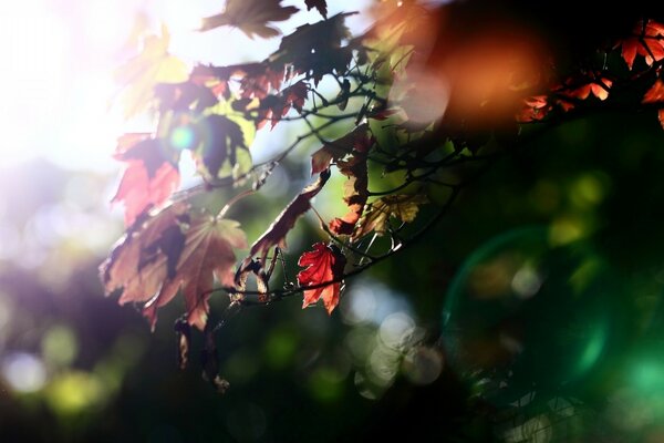 Autumn landscape. The blurring of the foliage shimmers