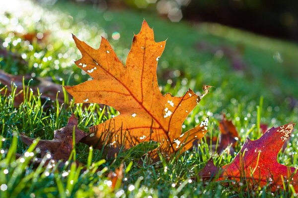 Maple leaf on the grass