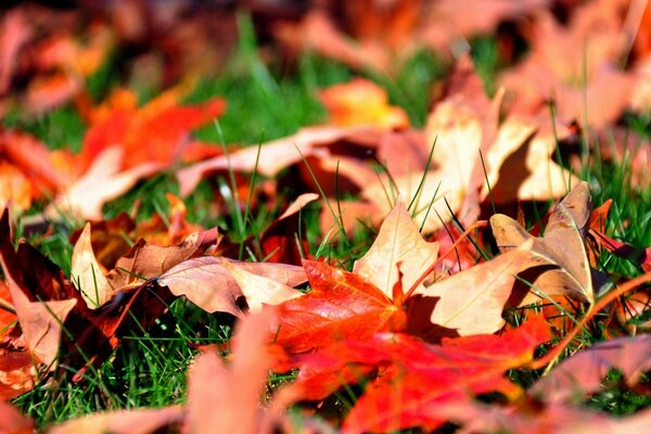 Autumn bright leaves are lying on the green grass