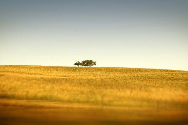 Auf diesem Feld am Horizont ist ein Baum am Himmelshintergrund