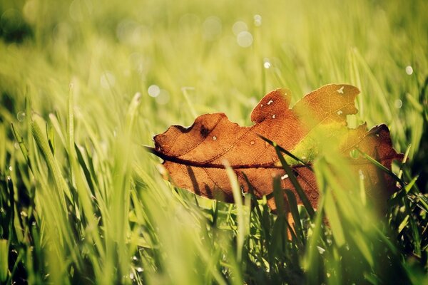 Feuille tombée sur l herbe d été