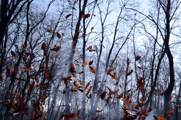 Autumn leaf fall in the forest