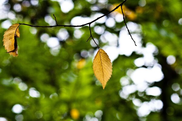 Folhas de outono na natureza