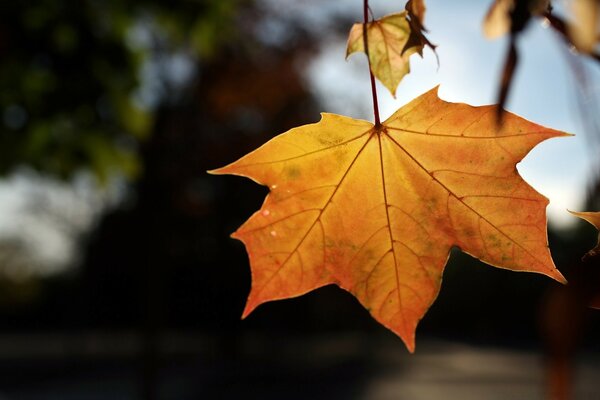 Maple leaf on a blurry background