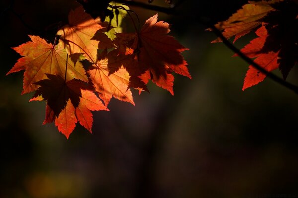 Feuilles d Érable multicolores près