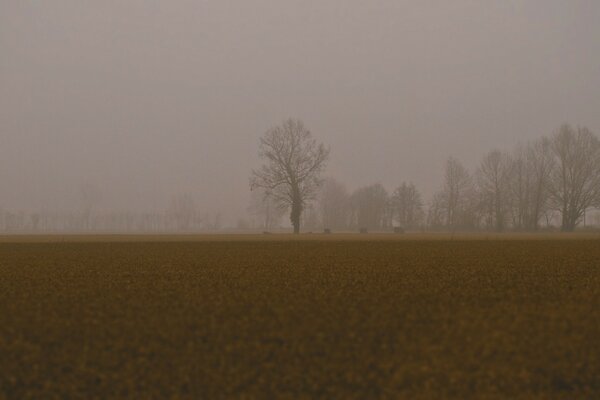 Herbstnebel im Hintergrund der Dämmerung