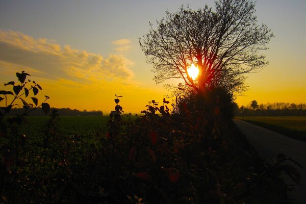 Il sole tramonta e l albero lo copre