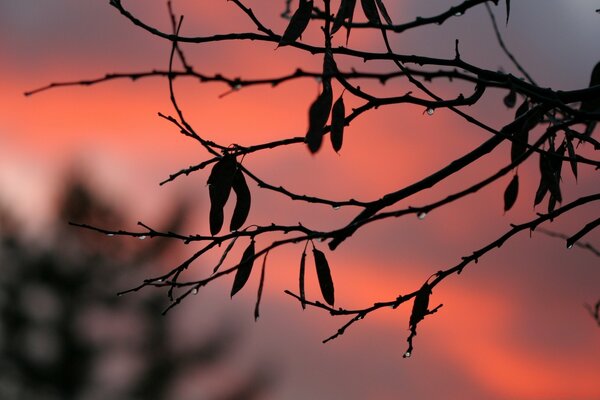 À travers les branches nues, le coucher de soleil rouge est visible