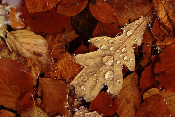 Minimalisme automne feuilles avec de la rosée closeup