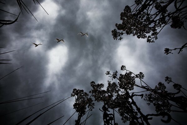 Dark gray sky and three swans flying over the forest