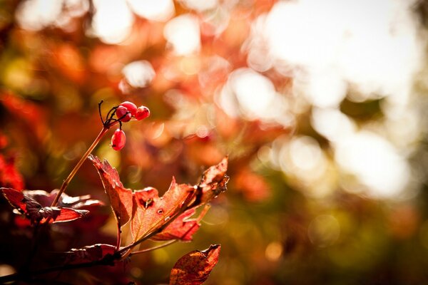 Red barberry in autumn close-up