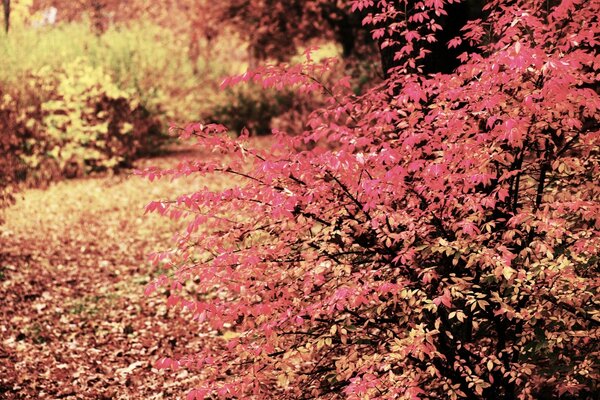 Herbsttag. Schönes Wetter