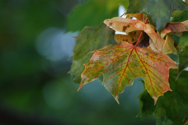 Flore nature automne feuille