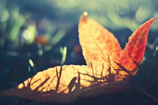 A ray of sunshine in the autumn forest