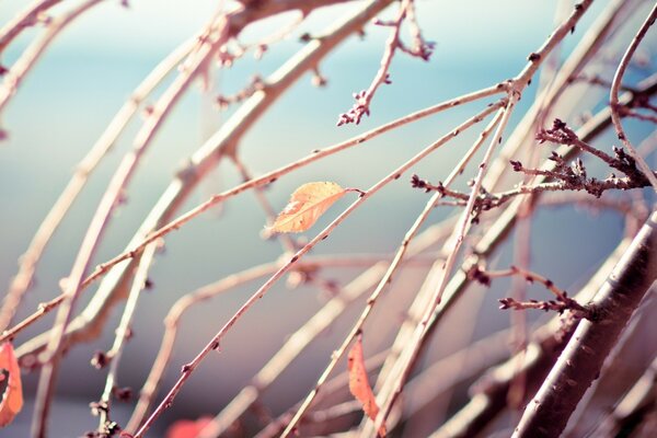 Autumn leaves against the sky