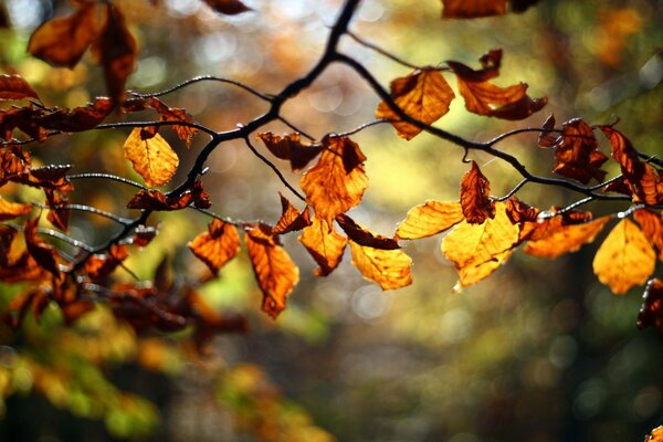 A tree with leaves in the autumn season