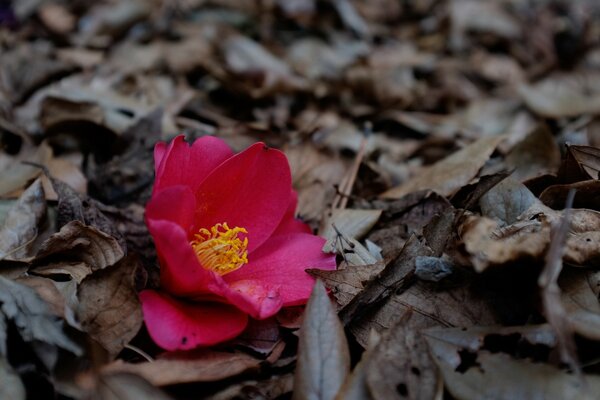 Pink flower among dry leaves