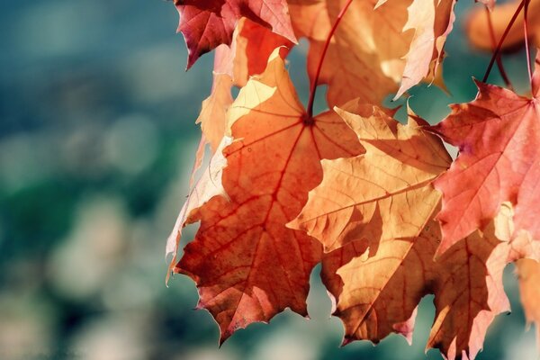 Autumn maple leaf in nature