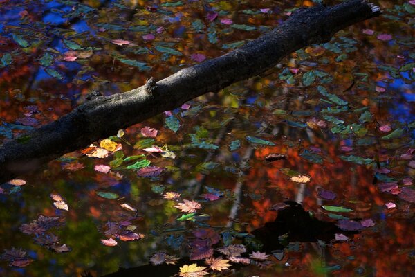 Legno in autunno con foglie