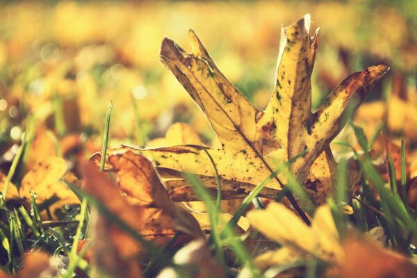 Dry yellow leaves on the grass