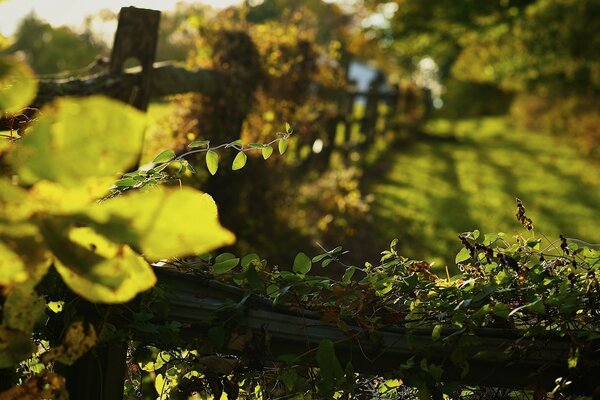 Herbstgelbe Blätter über grünem Gras