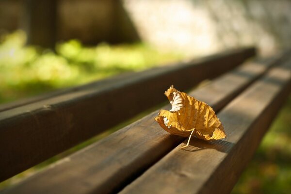 Otoño dorado en el banco del parque