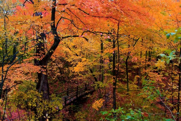 Hojas de cuña de otoño, huele a madera