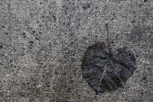 An old leaf on the ground