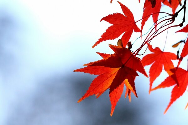 Maple Autumn leaf