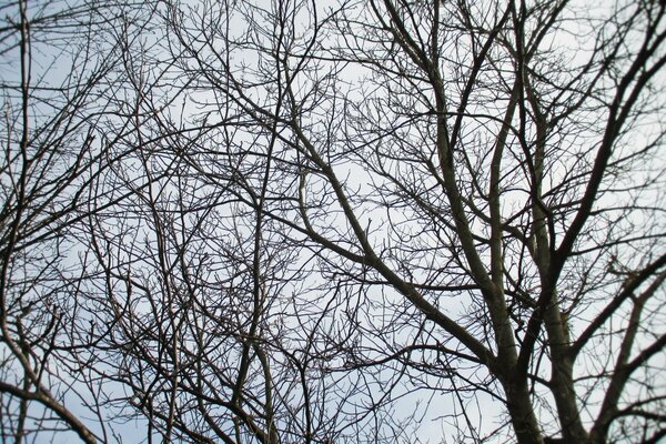 Branches nues sur fond de ciel nuageux