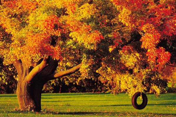 In der Herbstsaison sind schöne Bäume