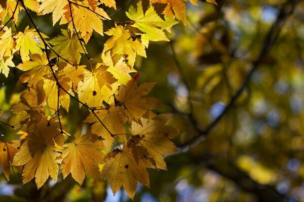 Herbstblätter auf dem Baum