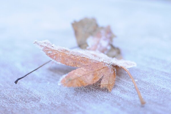 Die Natur eines frostigen Winters im Schnee