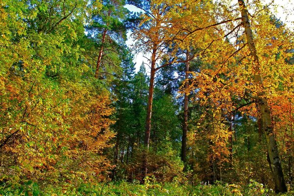 Der nahende Herbst begann, die Bäume gelb zu färben