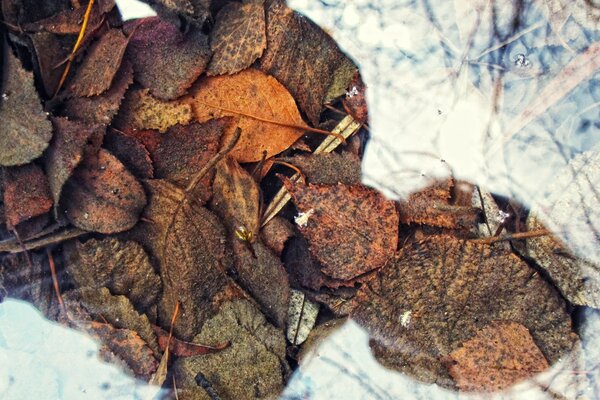 Withered autumn leaves in the snow close-up