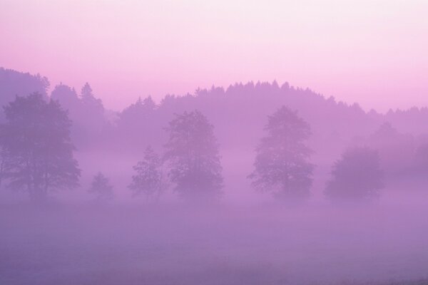 Verzauberter Wald mit Nebel bedeckt