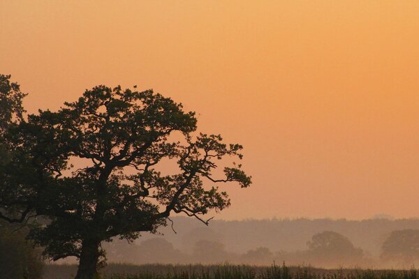 Árvores ao amanhecer no nevoeiro