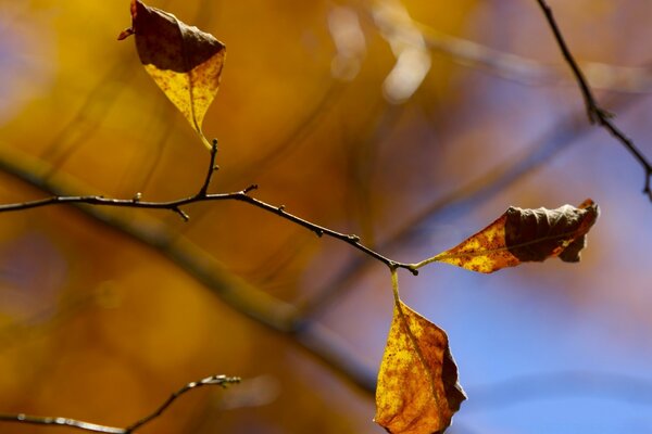 Im Herbst, die Blätter am Baum hängen