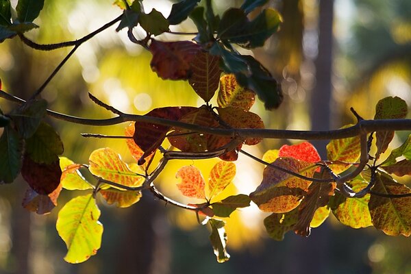 Herbstblatt. Der Sonnenstrahl dringt durch