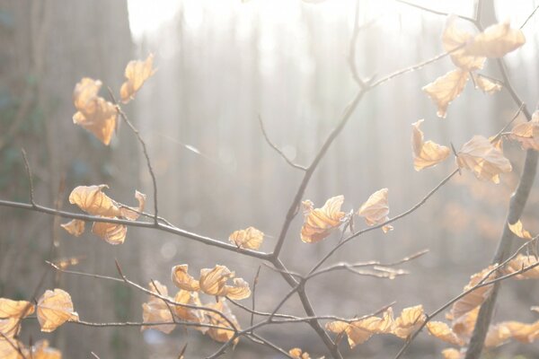 Otoño de la naturaleza en el bosque de niebla