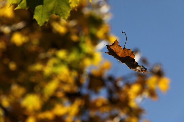 Fallendes Herbstblatt vom Baum