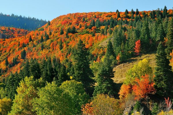 Bunter Wald in der Natur im Herbst